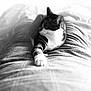 animal, black_and_white, blanket, blurred_background, cat, comfort, cozy, feline, indoors, legs, paws, pet, plaid, relaxing, resting, shallow_depth_of_field, sleepy, soft_fabric, striped, whiskers