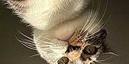 Mr. Jhonny Depp is registered to the contest to win money with this photo: cat, close_up, whiskers, fur, eyes, animal, pet, domestic_cat, face, portrait, looking, curious, tabby, striped, indoor, feline, cute, mammal, head, upside_down