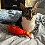 Mr. Jhonny Depp joined the competition — help win amazing prizes! cat, tabby, white_paws, toy, fish_toy, bed, blanket, cozy, indoor, pet, animal, fur, whiskers, ears, eyes, paws, resting, comfort, domestic, feline
