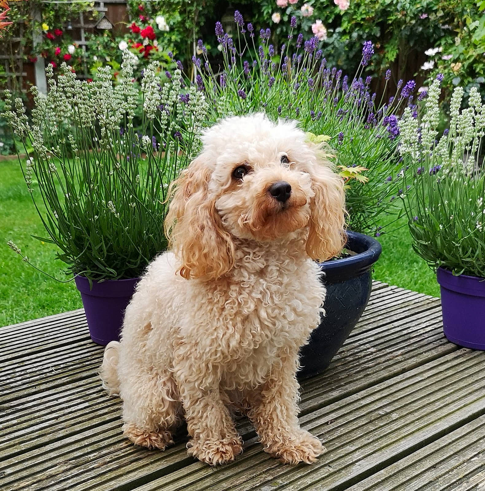 Trevor joined the competition — help win amazing prizes! canidae, carnivore, companion_dog, dog, dog_breed, dog_collar, flower, flowerpot, garden, grass, houseplant, labradoodle, pet_supply, plant, poodle, sporting_group, terrier, toy_dog, water_dog, wood