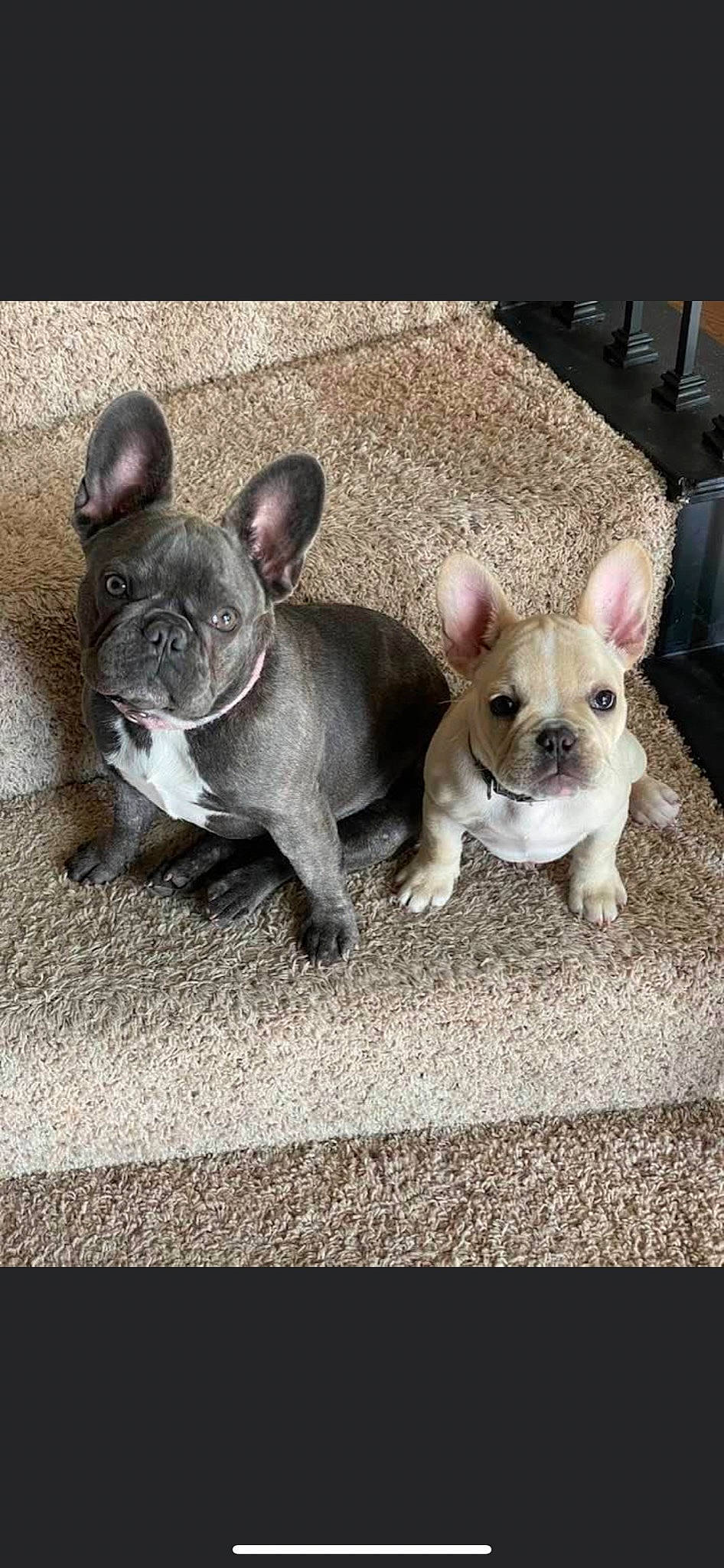 Belly And Gordo is registered to the contest to win money with this photo: bulldog, canidae, carnivore, comfort, companion_dog, dog, dog_breed, ear, eye, fawn, french_bulldog, fur, non_sporting_group, paw, snout, sporting_group, terrestrial_animal, toy_dog, whiskers, working_animal