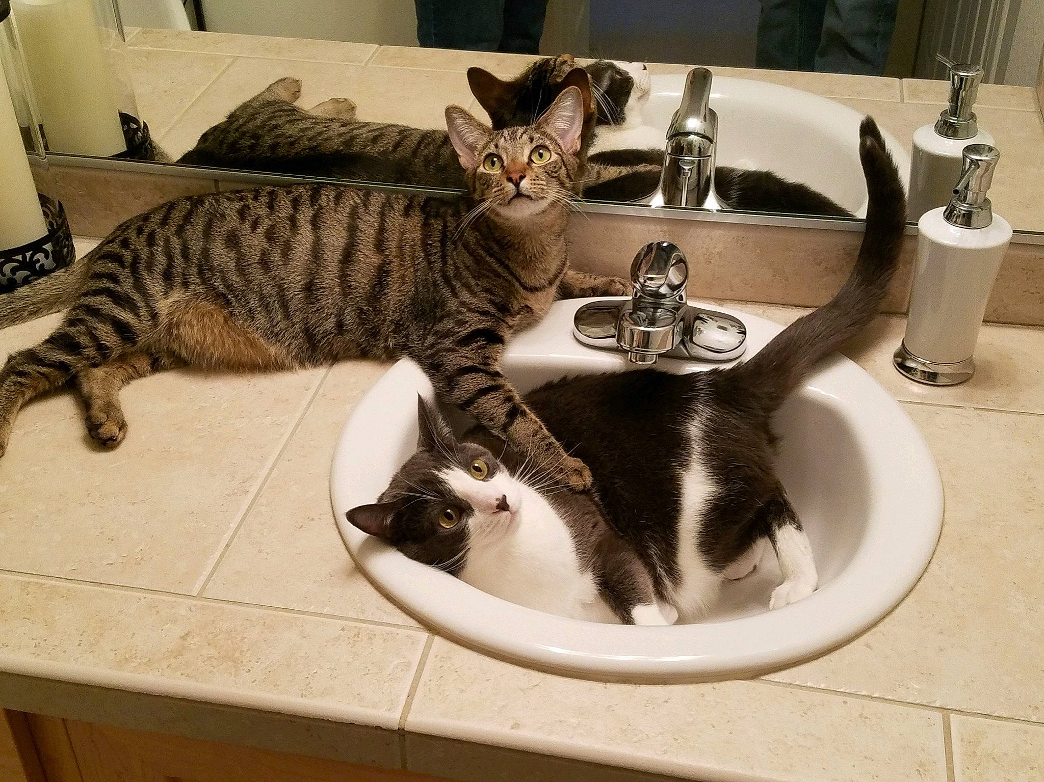 Bohdi joined the competition — help win amazing prizes! bathroom, bathroom_sink, carnivore, cat, cat_supply, comfort, domestic_short_haired_cat, felidae, fur, mammal, paper_towel, plumbing, plumbing_fixture, room, sink, small_to_medium_sized_cats, tail, tap, vertebrate, whiskers