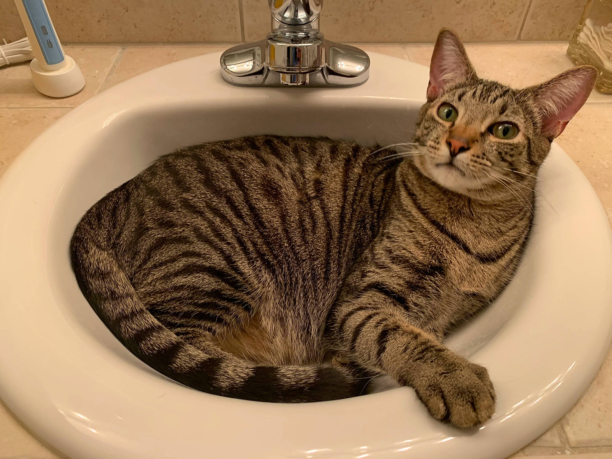 Bohdi is registered to the contest to win money with this photo: bathroom, bathroom_sink, carnivore, cat, ceramic, dishware, domestic_short_haired_cat, felidae, fur, plumbing, plumbing_fitting, plumbing_fixture, rectangle, serveware, sink, small_to_medium_sized_cats, snout, tap, whiskers, window