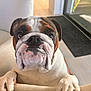 bulldog, dog, pet, animal, indoor, chair, paws, face, wrinkles, closeup, cute, lookingup, furniture, domestic, mammal, expression, nose, ears, tongue, whiskers