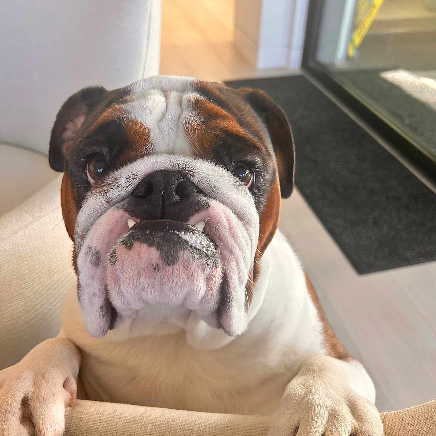 George is registered to the contest to win money with this photo: animal, bulldog, chair, closeup, cute, dog, domestic, ears, expression, face, furniture, indoor, lookingup, mammal, nose, paws, pet, tongue, whiskers, wrinkles