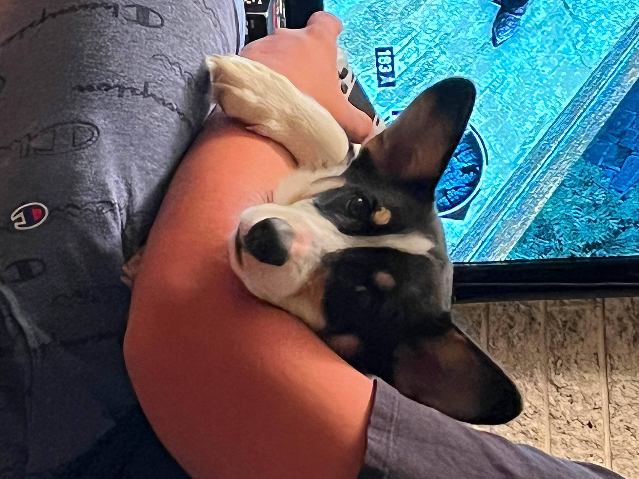 Ferguson joined the competition — help win amazing prizes! canidae, carnivore, comfort, companion_dog, dog, dog_breed, ear, electric_blue, eyewear, fawn, finger, foot, happy, human_body, human_leg, leg, snout, thigh, whiskers, working_animal