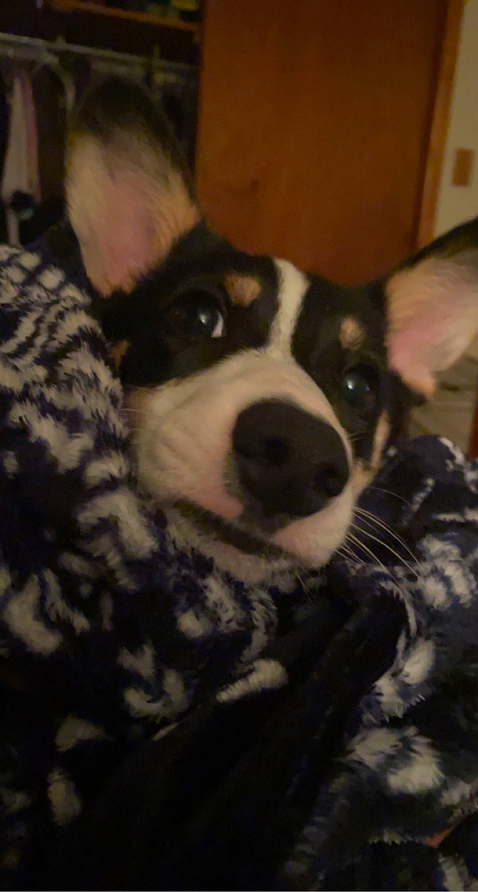 Ferguson joined the competition — help win amazing prizes! canidae, carnivore, collar, comfort, companion_dog, dog, dog_breed, ear, eye, fawn, fur, guard_dog, herding_dog, non_sporting_group, snout, sporting_group, terrestrial_animal, whiskers, working_animal, working_dog