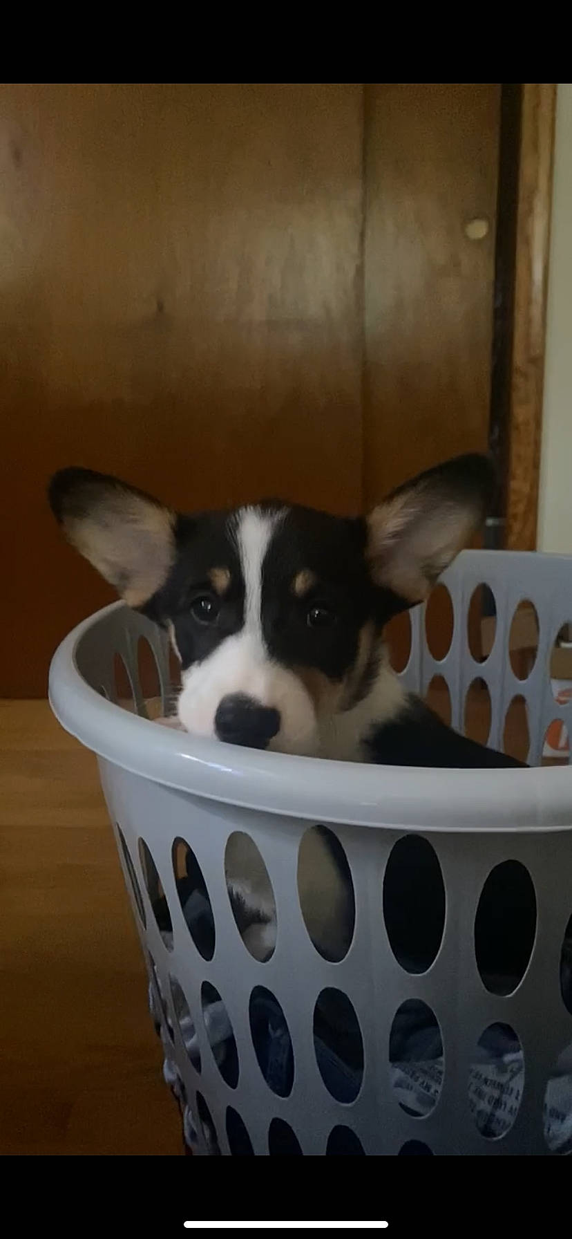 Ferguson joined the competition — help win amazing prizes! basket, bowl, canidae, carmine, carnivore, companion_dog, dog, dog_breed, dog_supply, non_sporting_group, pet_food, pet_supply, puppy, sporting_group, working_animal