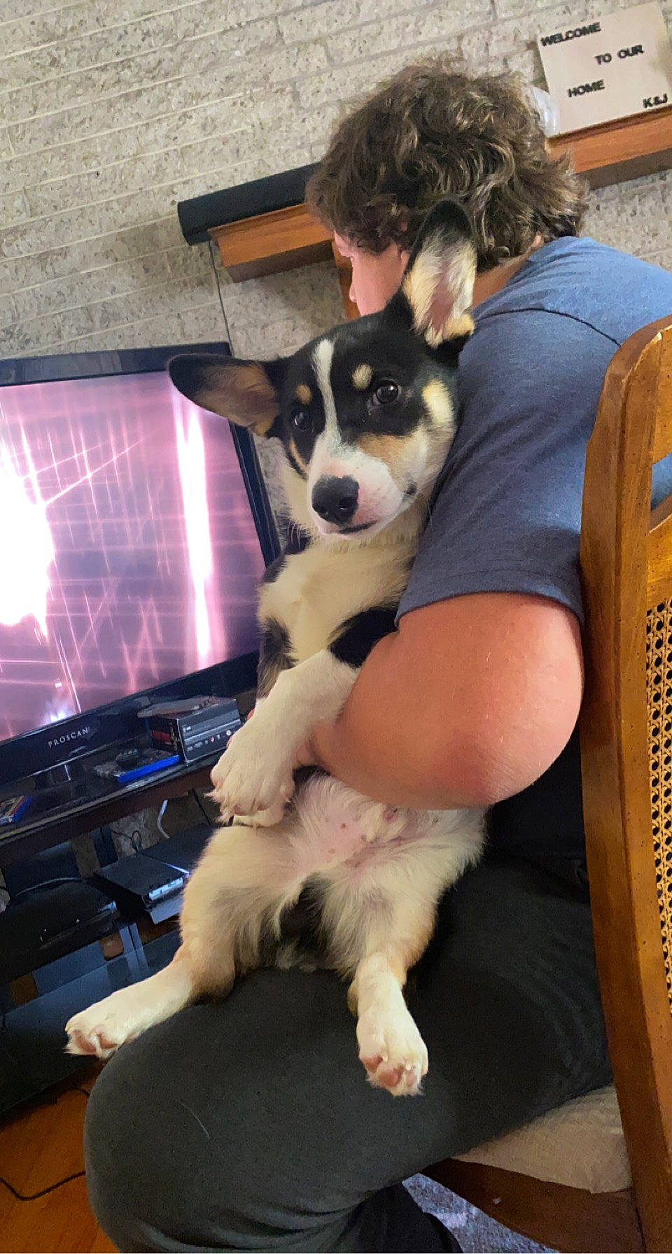 Ferguson joined the competition — help win amazing prizes! canidae, carnivore, chair, comfort, companion_dog, dog, dog_breed, fur, gas, herding_dog, human_leg, lap, machine, paw, sitting, snout, sporting_group, thigh, working_animal, working_dog