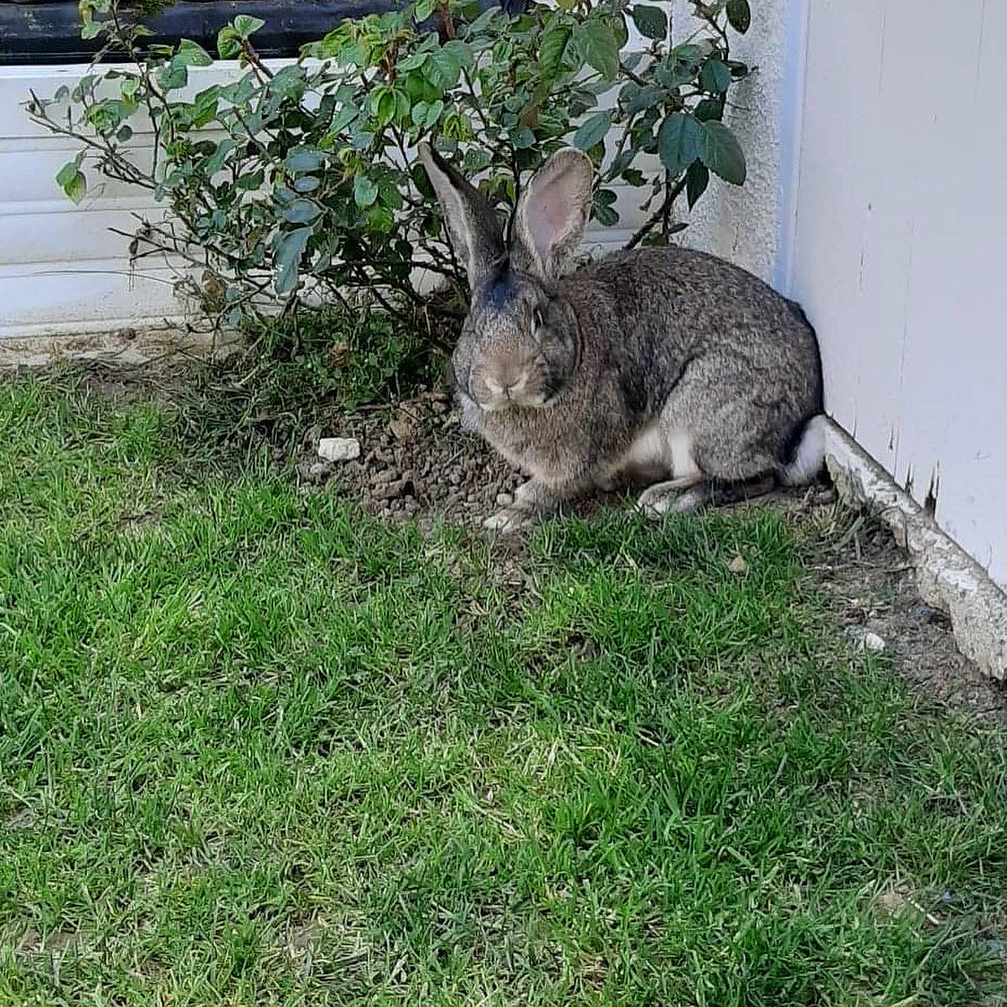 Charlotte a rejoint le concours — aidez-le/la à gagner de superbes lots ! domestic_rabbit, eastern_cottontail, grass, hare, lower_keys_marsh_rabbit, mammal, mountain_cottontail, plant, rabbit, rabbits_and_hares, whiskers, wildlife, wood_rabbit