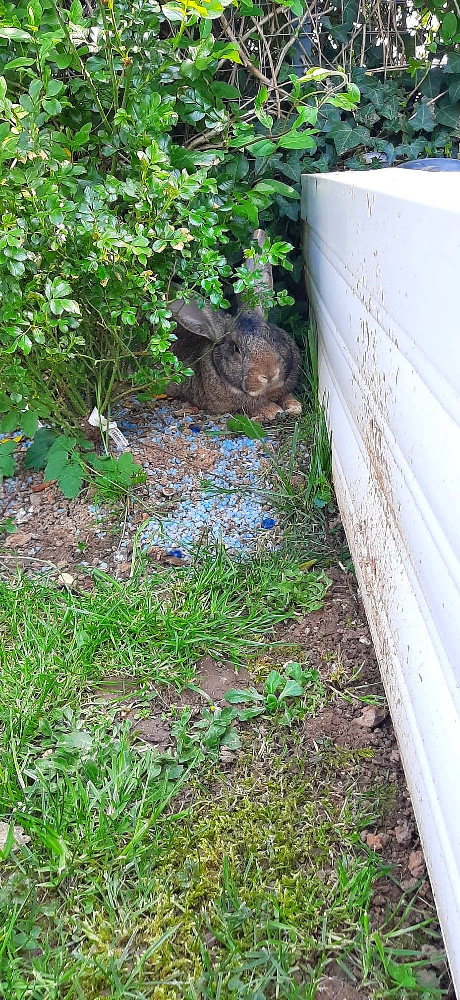 Charlotte a rejoint le concours — aidez-le/la à gagner de superbes lots ! backyard, compost, fence, garden, grass, groundcover, home, house, landscaping, lawn, leaf, plant, shrub, soil, tree, yard