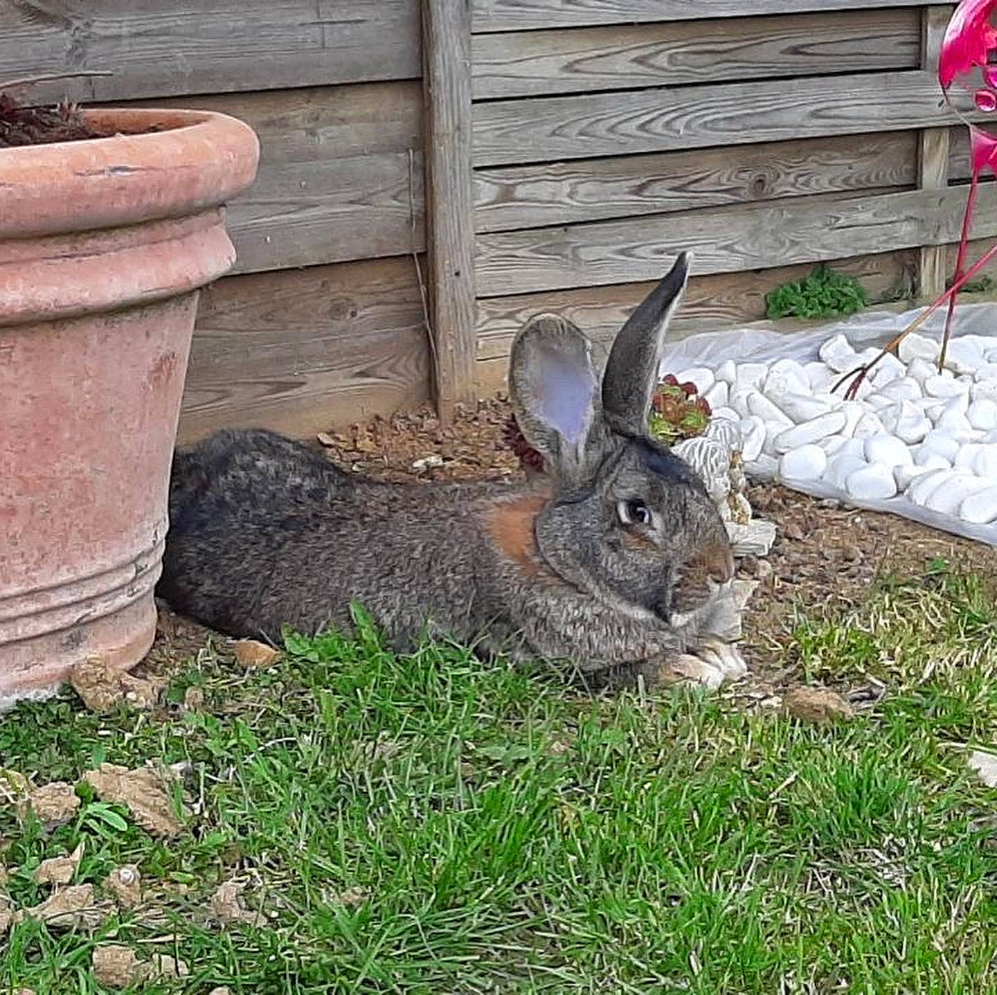 Charlotte participe au concours pour gagner de l'argent avec cette photo : audubons_cottontail, domestic_rabbit, eastern_cottontail, fawn, grass, grass_family, groundcover, hare, lower_keys_marsh_rabbit, mammal, mountain_cottontail, plant, rabbit, rabbits_and_hares, vertebrate, whiskers, wildlife, wood_rabbit