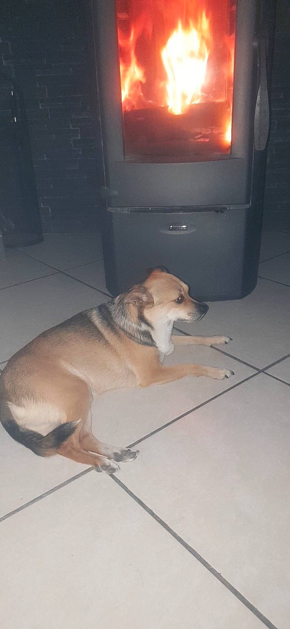 Nenette a rejoint le concours — aidez-le/la à gagner de superbes lots ! canidae, carnivore, dog, dog_breed, fawn, floor, sporting_group, street_dog