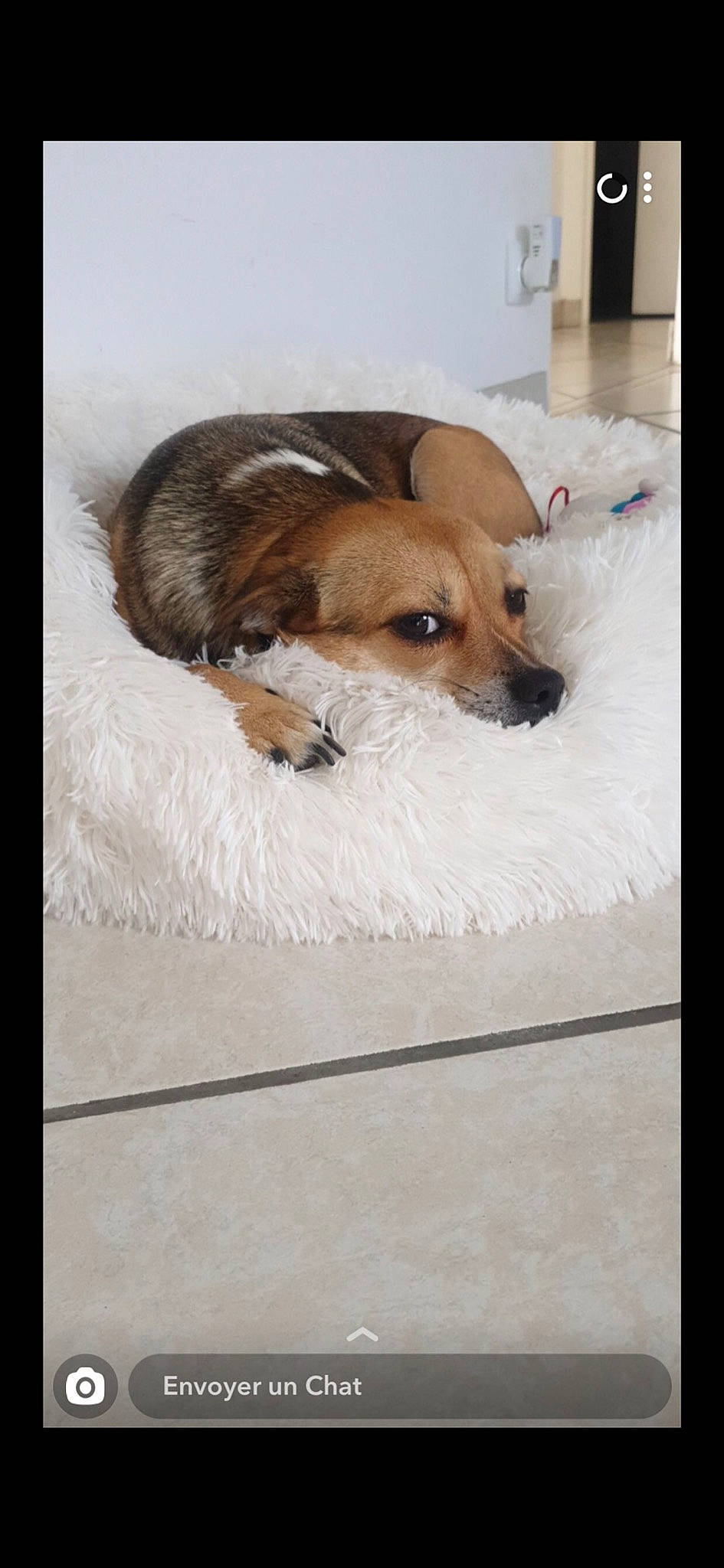 Nenette participe au concours pour gagner de l'argent avec cette photo : canidae, carnivore, cavachon, companion_dog, dog, dog_breed, ear, fawn, mammal, puppy, puppy_love, rare_breed_dog, snout, sporting_group, tibetan_spaniel, toy_dog, vertebrate, whiskers