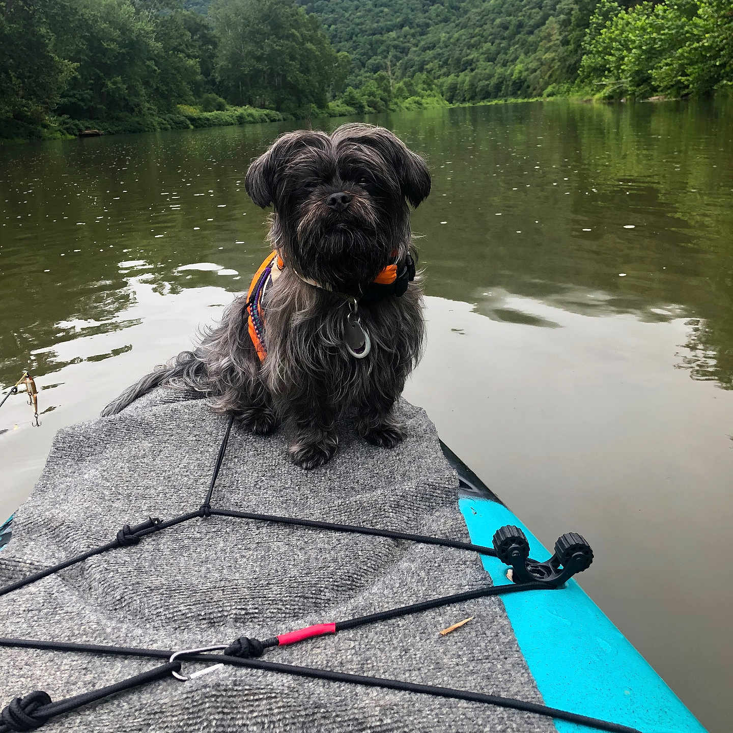 Tobi is registered to the contest to win money with this photo: animal, boat, canine, canoe, clothing, dog, glove, kayak, lake, land, nature, outdoors, pet, plant, puppy, rowboat, summer, tree, vegetation, water