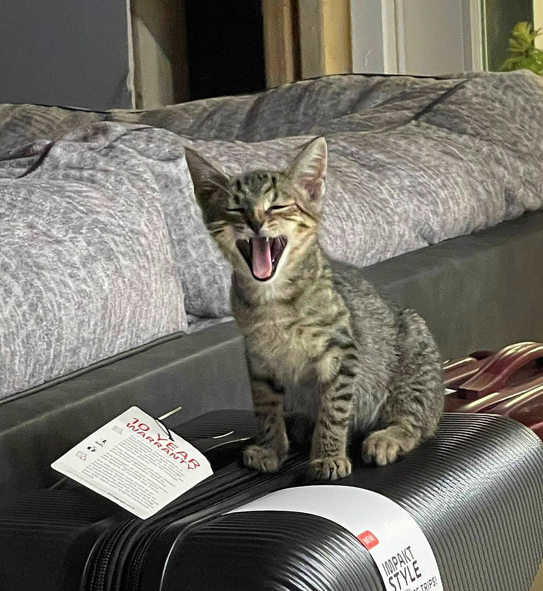 Ian joined the competition — help win amazing prizes! audio_equipment, auto_part, automotive_design, automotive_tire, carnivore, cat, comfort, couch, domestic_short_haired_cat, felidae, fur, grey, linens, metal, motor_vehicle, pillow, room, small_to_medium_sized_cats, table, whiskers