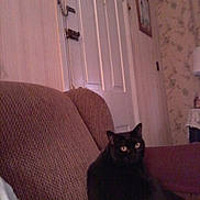 Buffey is registered to the contest to win money with this photo: animal, black_cat, brown_couch, cat, couch, cozy, domestic_cat, door, eyes, feline, floral_pattern, furniture, home, indoor, pet, quiet, relaxed, room, sitting, wallpaper