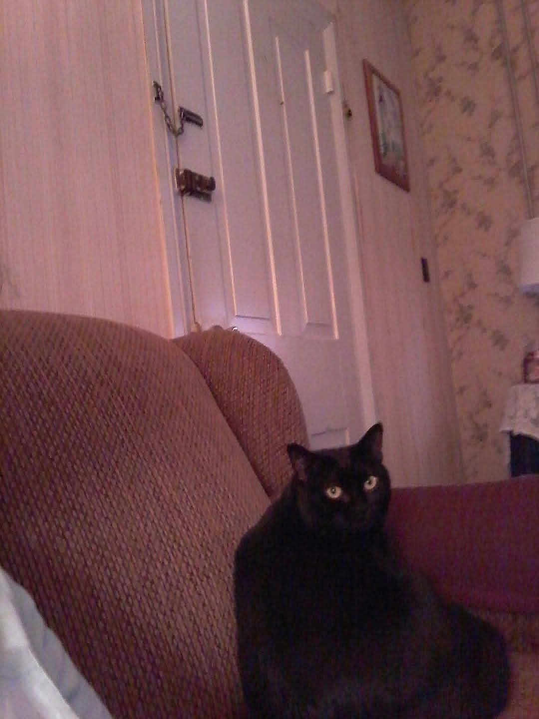 Buffey is registered to the contest to win money with this photo: animal, black_cat, brown_couch, cat, couch, cozy, domestic_cat, door, eyes, feline, floral_pattern, furniture, home, indoor, pet, quiet, relaxed, room, sitting, wallpaper
