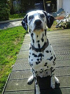 Venus a rejoint le concours — aidez-le/la à gagner de superbes lots ! canidae, carnivore, companion_dog, dalmatian, dog, dog_breed, fawn, mammal, non_sporting_group, snout, sporting_group, vertebrate