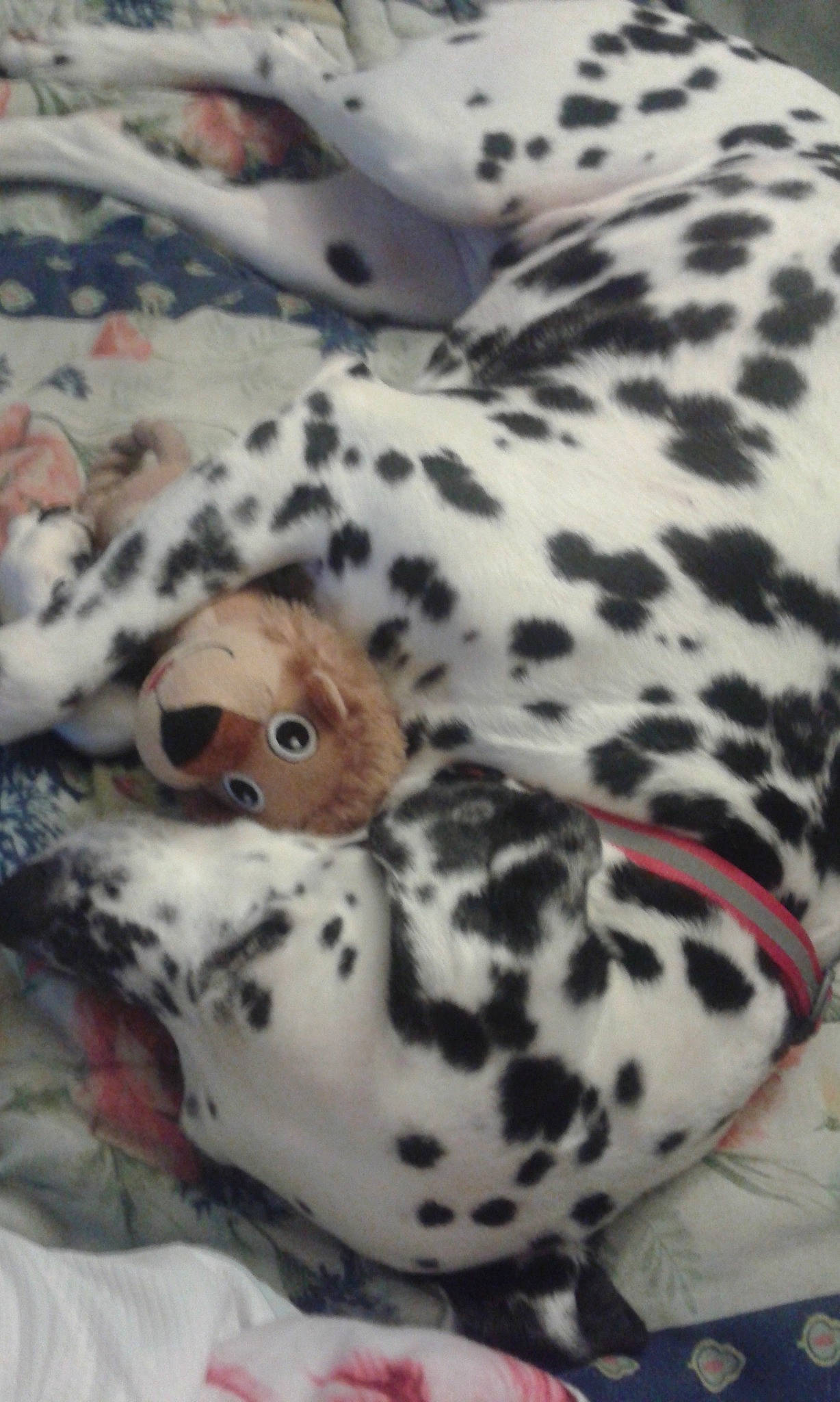 Venus participe au concours pour gagner de l'argent avec cette photo : canidae, carnivore, dalmatian, dog, dog_breed, fawn, non_sporting_group, snout