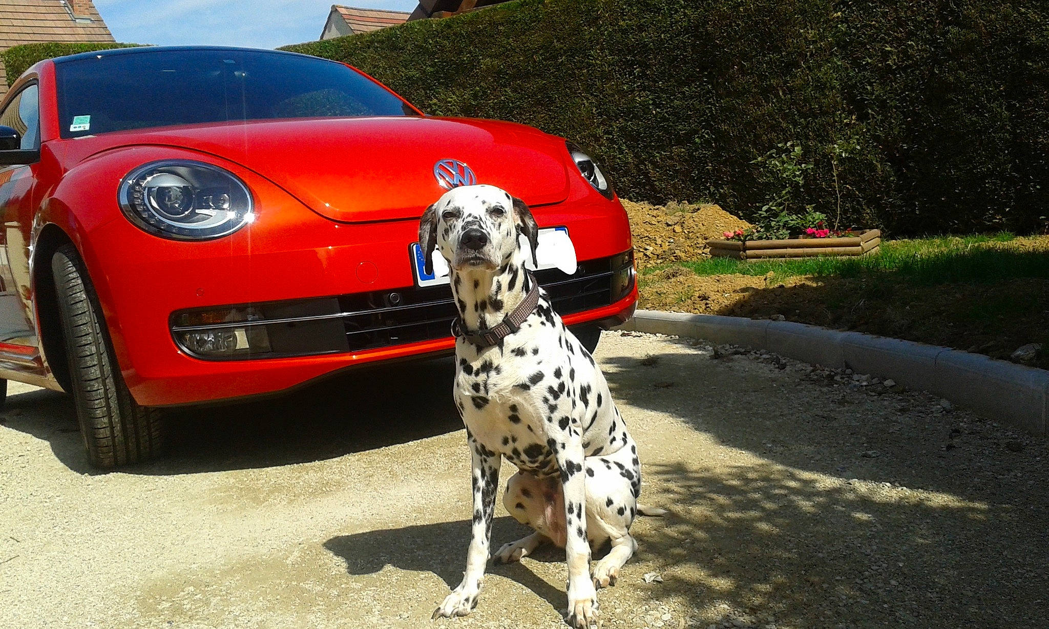 Venus a rejoint le concours — aidez-le/la à gagner de superbes lots ! canidae, car, carnivore, city_car, coupe, dalmatian, dog, dog_breed, hood, non_sporting_group, porsche, sporting_group, sports_car, supercar, vehicle
