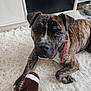 dog, brindle, collar, toy, plush, rug, indoor, pet, animal, brown, white, floor, fur, face, paw, looking, cute, play, resting, closeup