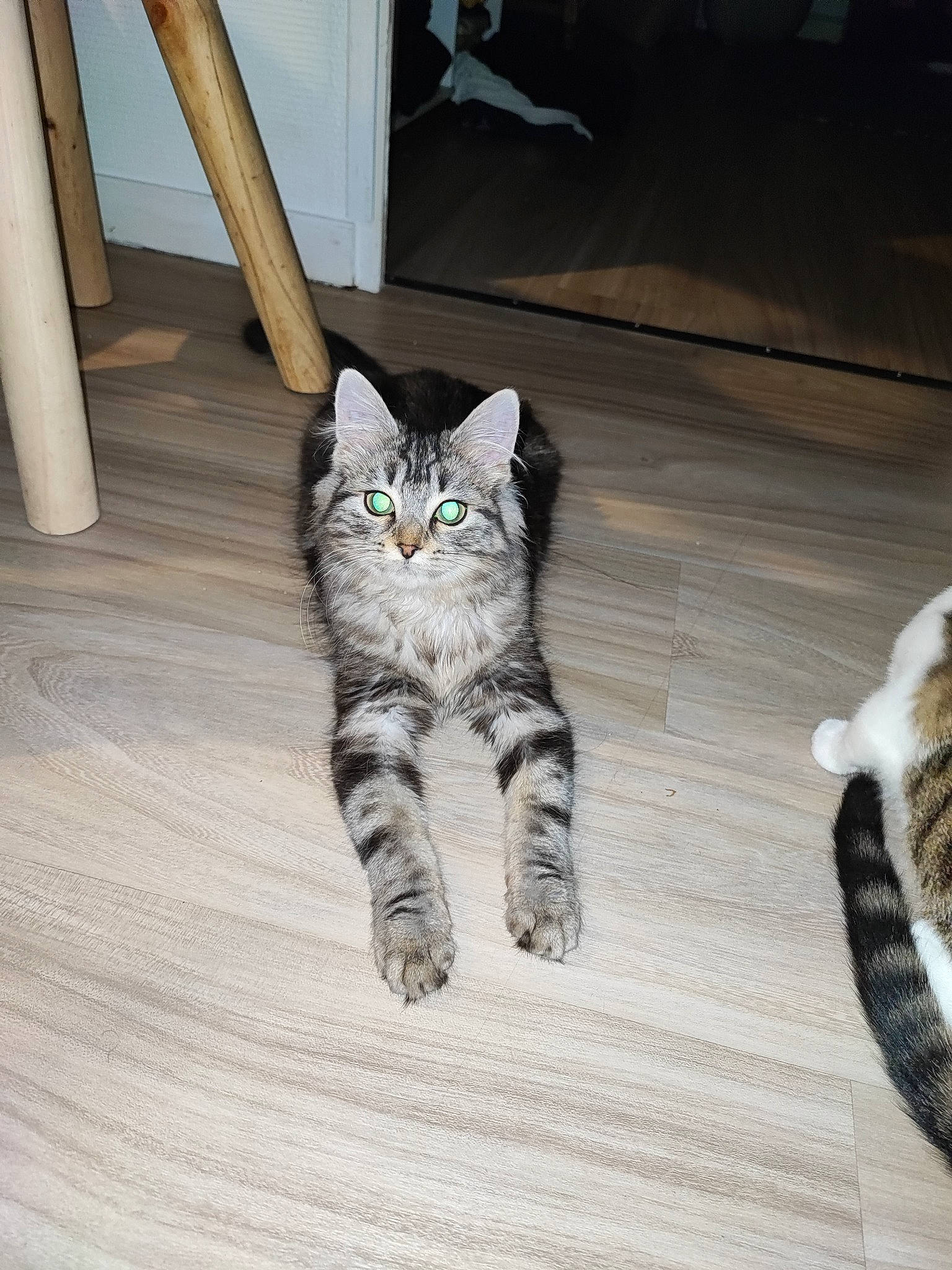 Orla participe au concours pour gagner de l'argent avec cette photo : carnivore, cat, domestic_short_haired_cat, door, felidae, floor, flooring, foot, fur, grey, hardwood, human_leg, laminate_flooring, paw, small_to_medium_sized_cats, snout, tail, whiskers, wood, wood_flooring