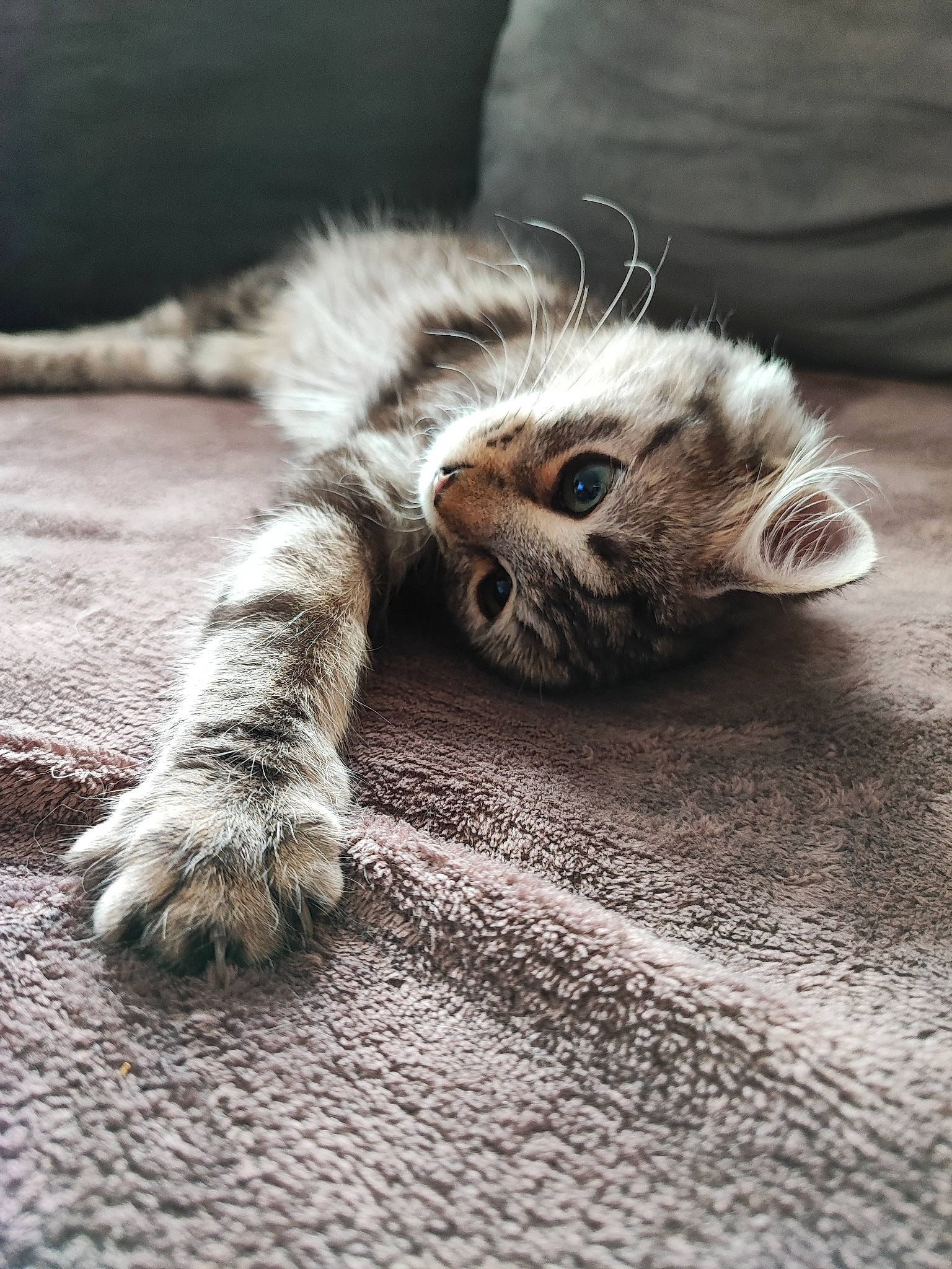Orla participe au concours pour gagner de l'argent avec cette photo : carnivore, cat, claw, comfort, domestic_short_haired_cat, fawn, felidae, flooring, fur, grey, hardwood, macro_photography, paw, small_to_medium_sized_cats, soil, tail, terrestrial_animal, whiskers, wildlife, wood