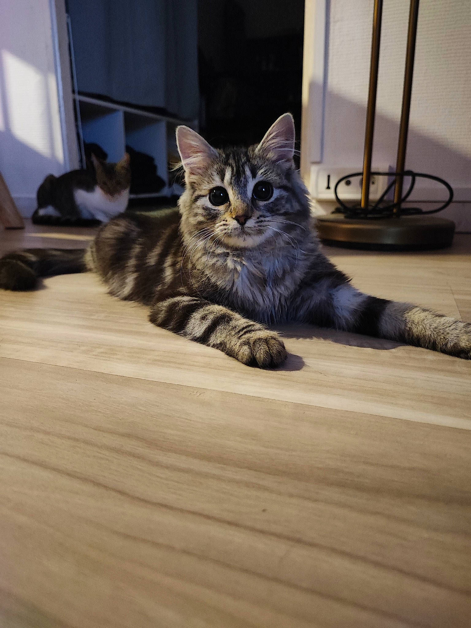 Orla participe au concours pour gagner de l'argent avec cette photo : carnivore, cat, comfort, curtain, domestic_short_haired_cat, door, felidae, floor, flooring, grey, hardwood, laminate_flooring, paw, small_to_medium_sized_cats, snout, tail, whiskers, window, wood, wood_flooring