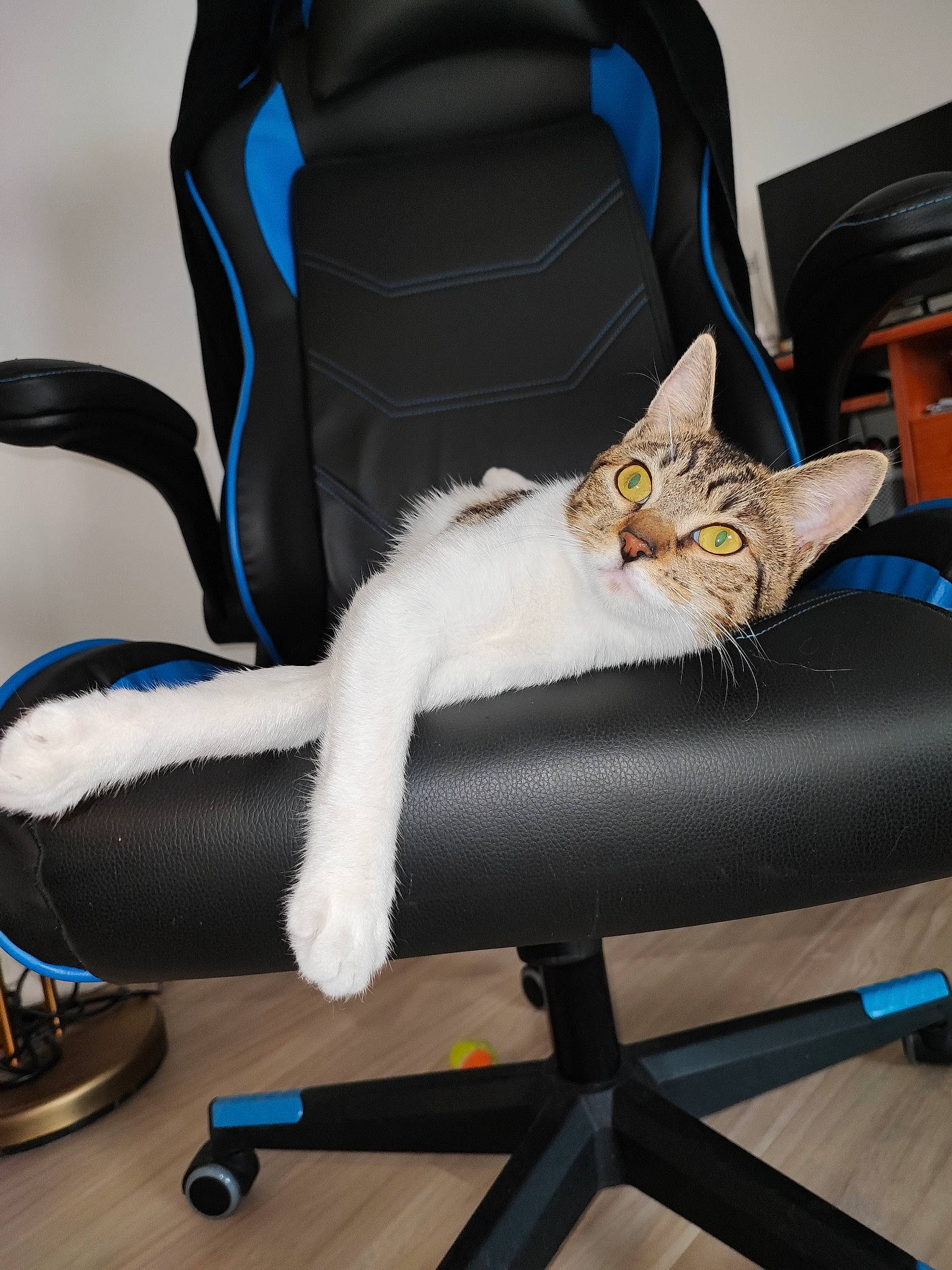 Minnie a rejoint le concours — aidez-le/la à gagner de superbes lots ! auto_part, bag, baggage, car_seat, carnivore, cat, chair, comfort, domestic_short_haired_cat, electric_blue, felidae, fur, human_leg, lap, luggage_and_bags, paw, sitting, small_to_medium_sized_cats, tail, whiskers