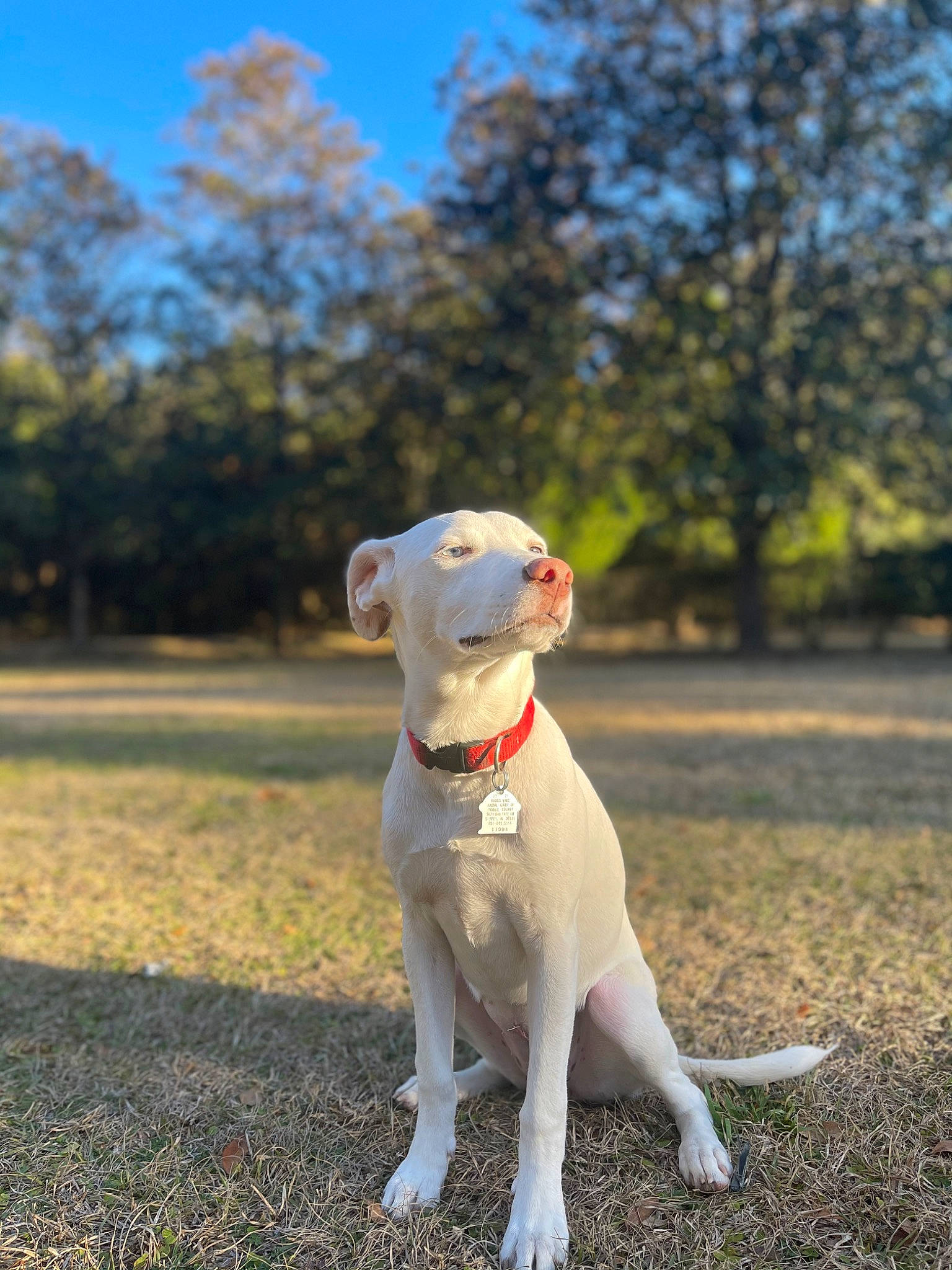 Darla joined the competition — help win amazing prizes! canidae, carnivore, collar, companion_dog, dog, dog_breed, dog_collar, fawn, grass, leash, non_sporting_group, pet_supply, plant, sky, snout, sporting_group, tail, tree, wood, working_animal