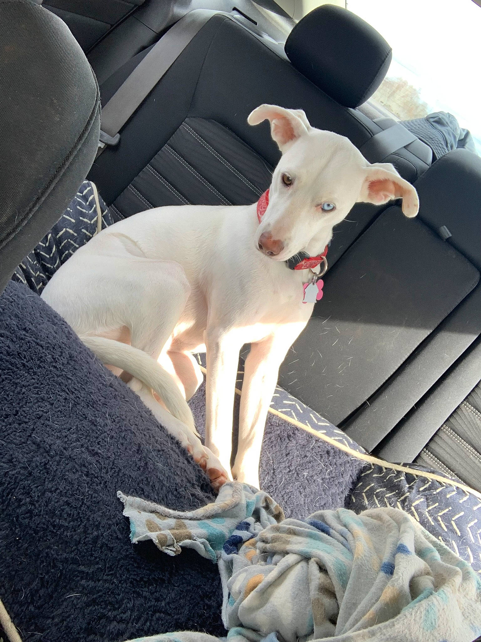 Darla is registered to the contest to win money with this photo: auto_part, automotive_exterior, canidae, car, car_seat, carnivore, collar, comfort, companion_dog, dog, dog_breed, dog_collar, fawn, sporting_group, tail, toy_dog, vehicle, vehicle_door, window, working_animal