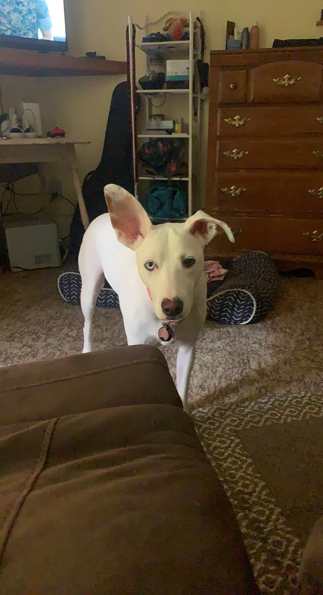 Darla joined the competition — help win amazing prizes! ball, cabinetry, carnivore, collar, companion_dog, cupboard, dog, dog_breed, drawer, fawn, floor, flooring, hardwood, locker, room, tail, terrestrial_animal, whiskers, wood, working_animal