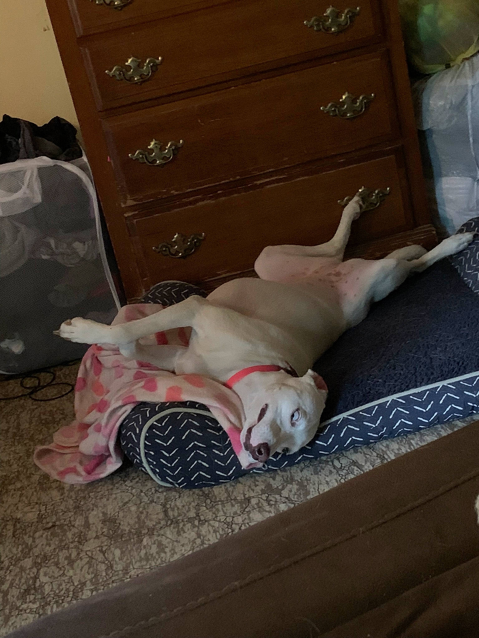 Darla is registered to the contest to win money with this photo: cabinetry, carnivore, chest, chest_of_drawers, comfort, companion_dog, dog, dog_breed, drawer, dresser, fawn, felidae, floor, flooring, hardwood, human_leg, linens, room, toy, wood