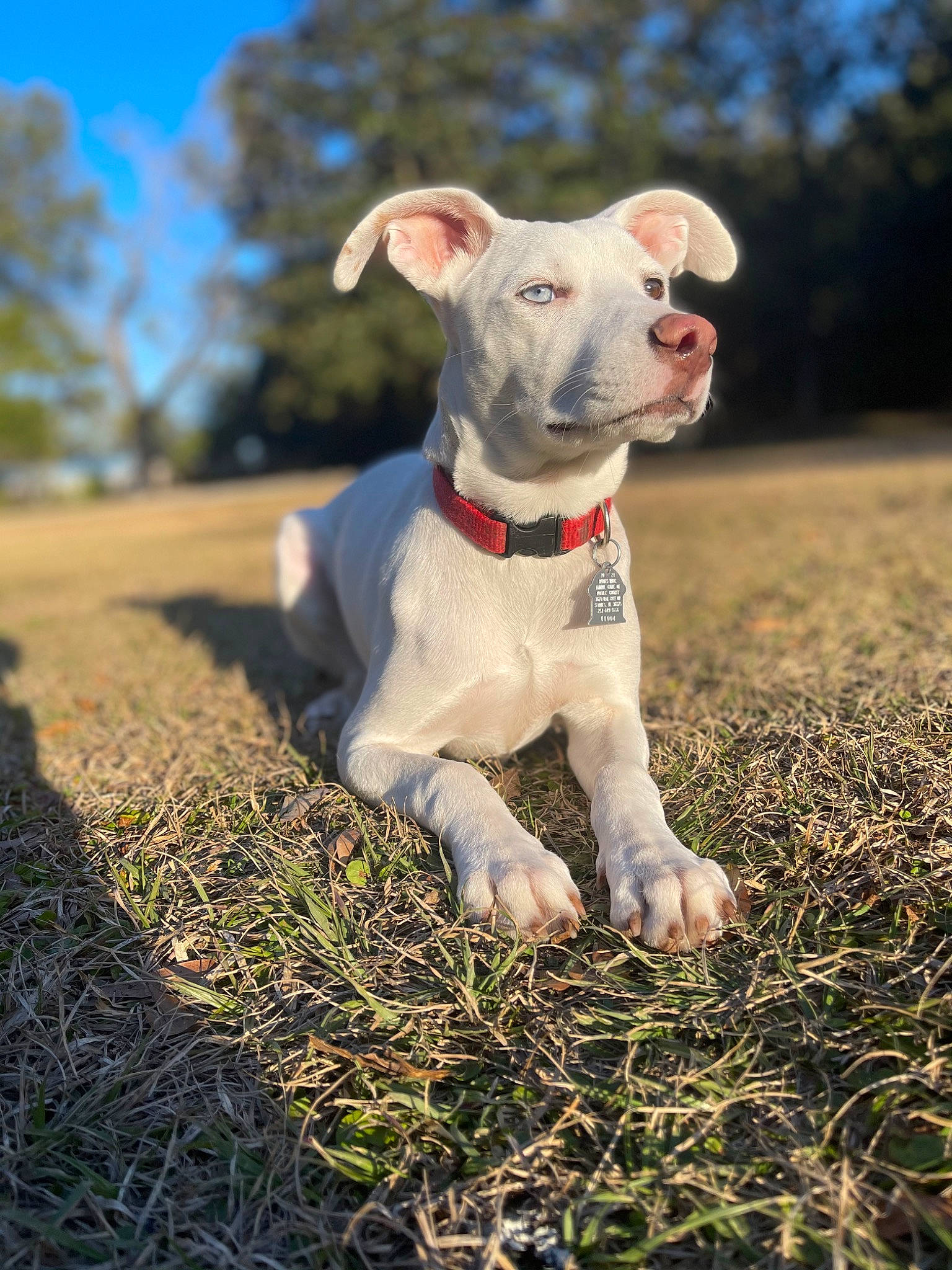 Darla joined the competition — help win amazing prizes! canidae, carnivore, collar, companion_dog, dog, dog_breed, dog_collar, fawn, grass, grassland, happy, pet_supply, sky, snout, soil, sporting_group, sunlight, tail, tree, working_animal