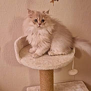 Aston participe au concours pour gagner de l'argent avec cette photo : cat, cat_tree, fluffy, pet, indoor, toy, beige, curious, furniture, animal, cute, kitten, playful, domestic, whiskers, ears, tail, soft, paws, home