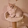 cat, cat_tree, fluffy, pet, indoor, toy, beige, curious, furniture, animal, cute, kitten, playful, domestic, whiskers, ears, tail, soft, paws, home