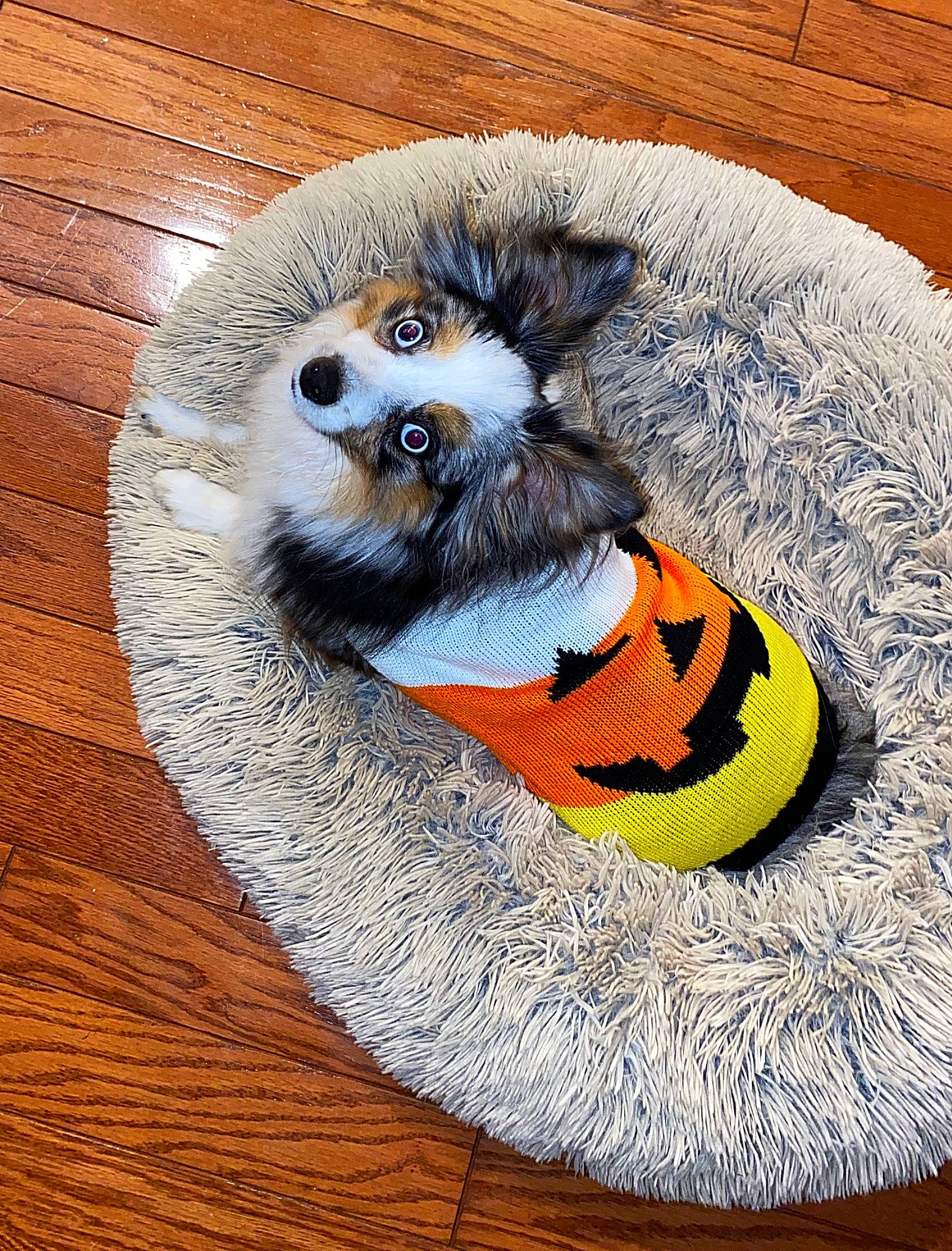 Moose joined the competition — help win amazing prizes! canidae, carnivore, companion_dog, dog, dog_breed, dog_clothes, dog_supply, fashion_accessory, fawn, ferret, fur, mustelidae, personal_protective_equipment, pet_supply, procyonidae, snout, sporting_group, tail, whiskers, wood