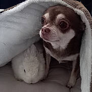 Naia participe au concours pour gagner de l'argent avec cette photo : dog, rabbit, blanket, indoor, cozy, small_dog, white_rabbit, pet, fur, animal, companion, chair, home, wooden_cabinet, floor, cute, snuggle, resting, cute_animals, domestic