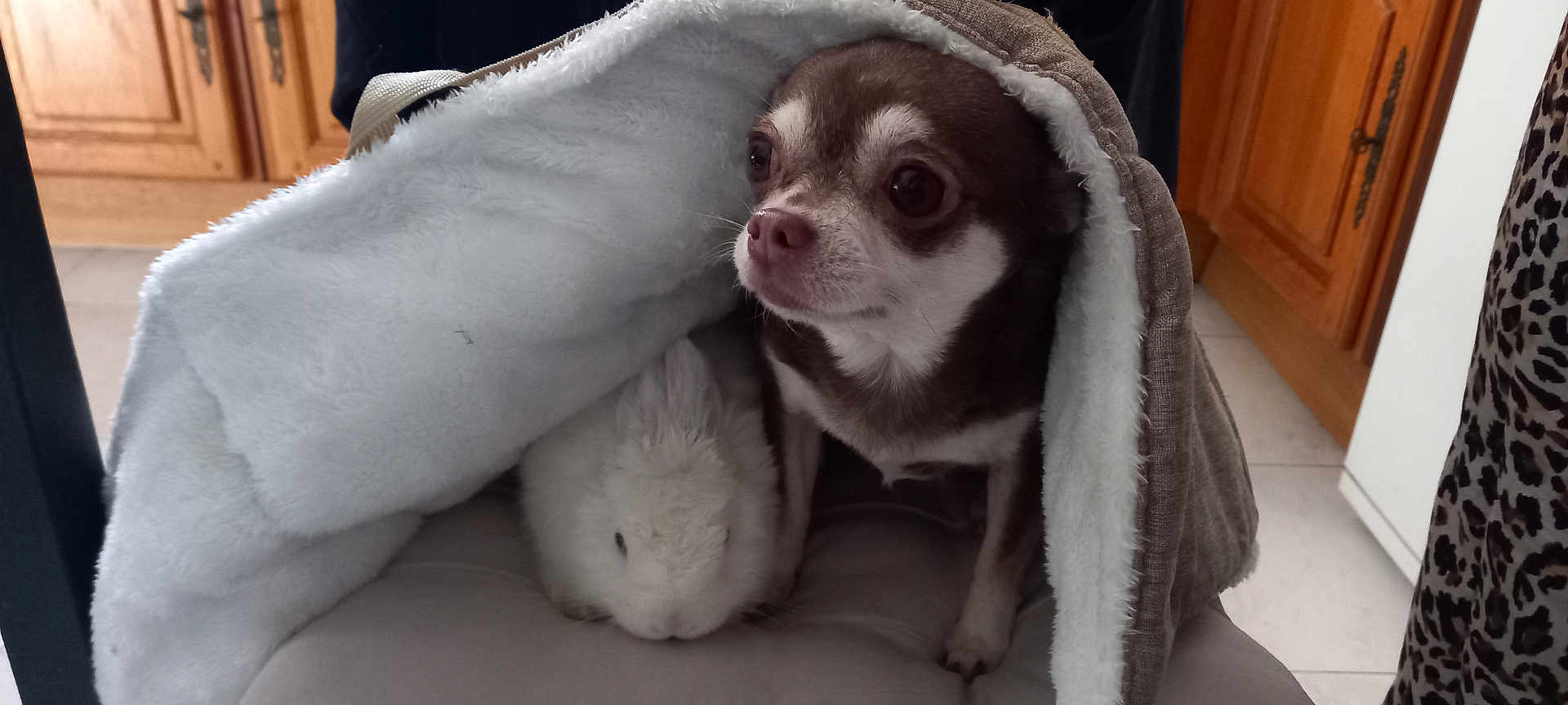 Naia participe au concours pour gagner de l'argent avec cette photo : dog, rabbit, blanket, indoor, cozy, small_dog, white_rabbit, pet, fur, animal, companion, chair, home, wooden_cabinet, floor, cute, snuggle, resting, cute_animals, domestic