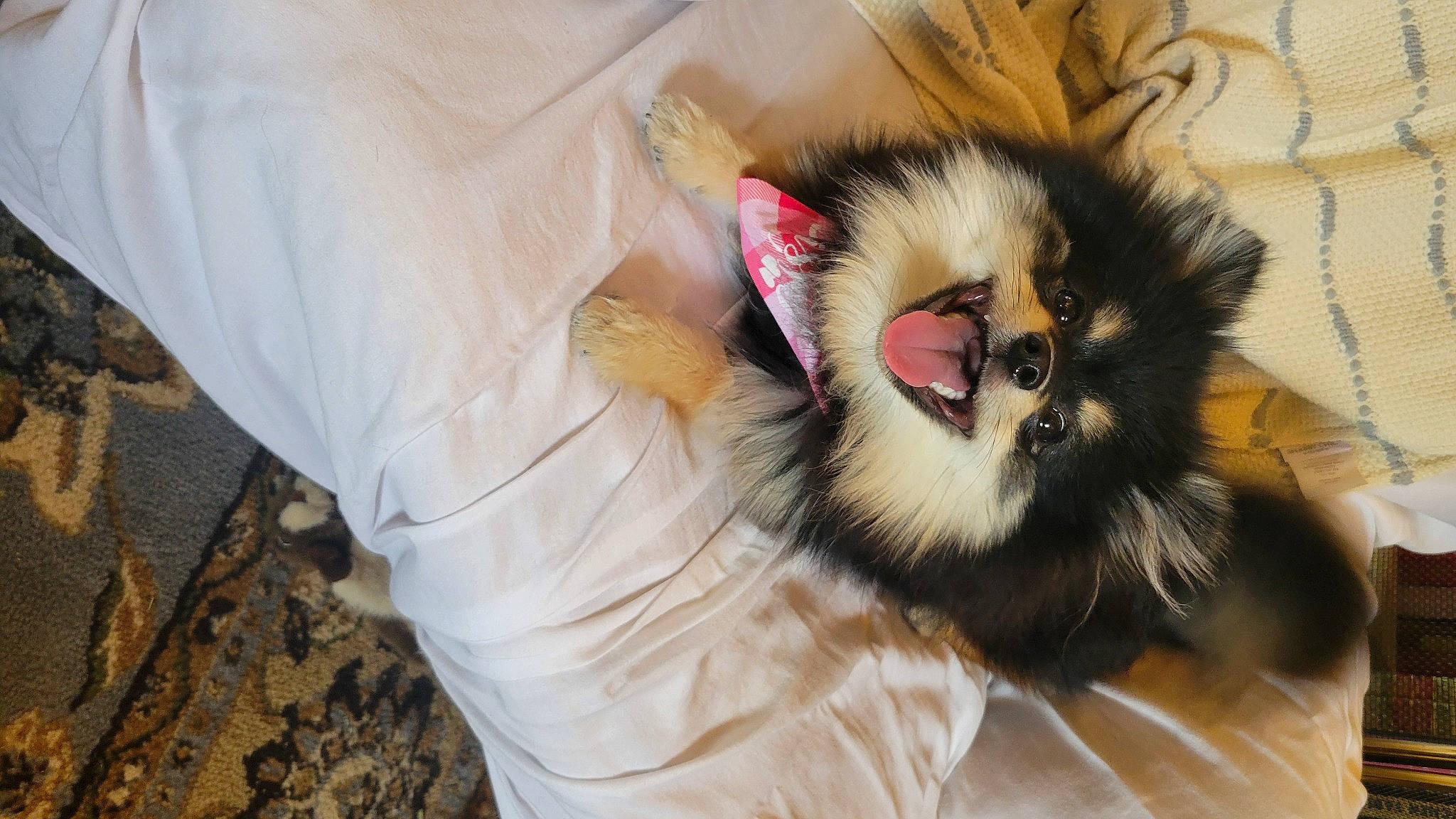 Winnie joined the competition — help win amazing prizes! ball, canidae, carnivore, cat, claw, comfort, companion_dog, dog_breed, eye, fang, fashion_accessory, fawn, felidae, fur, musical_instrument, paw, small_to_medium_sized_cats, snout, tail, whiskers