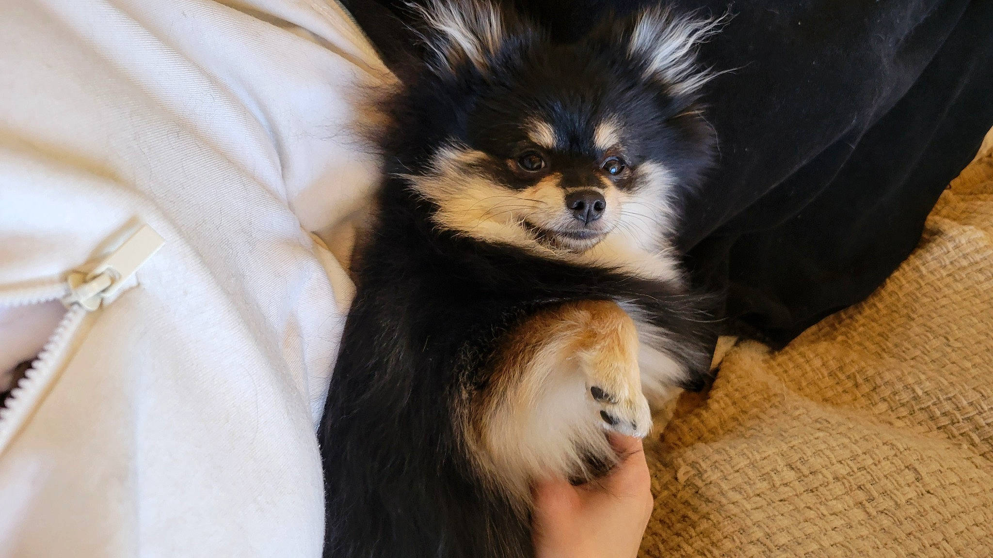 Winnie is registered to the contest to win money with this photo: canidae, carnivore, companion_dog, corgi_chihuahua, dog, dog_breed, dog_supply, ear, fawn, fur, non_sporting_group, puppy, snout, sporting_group, terrestrial_animal, toy_dog, whiskers, working_dog