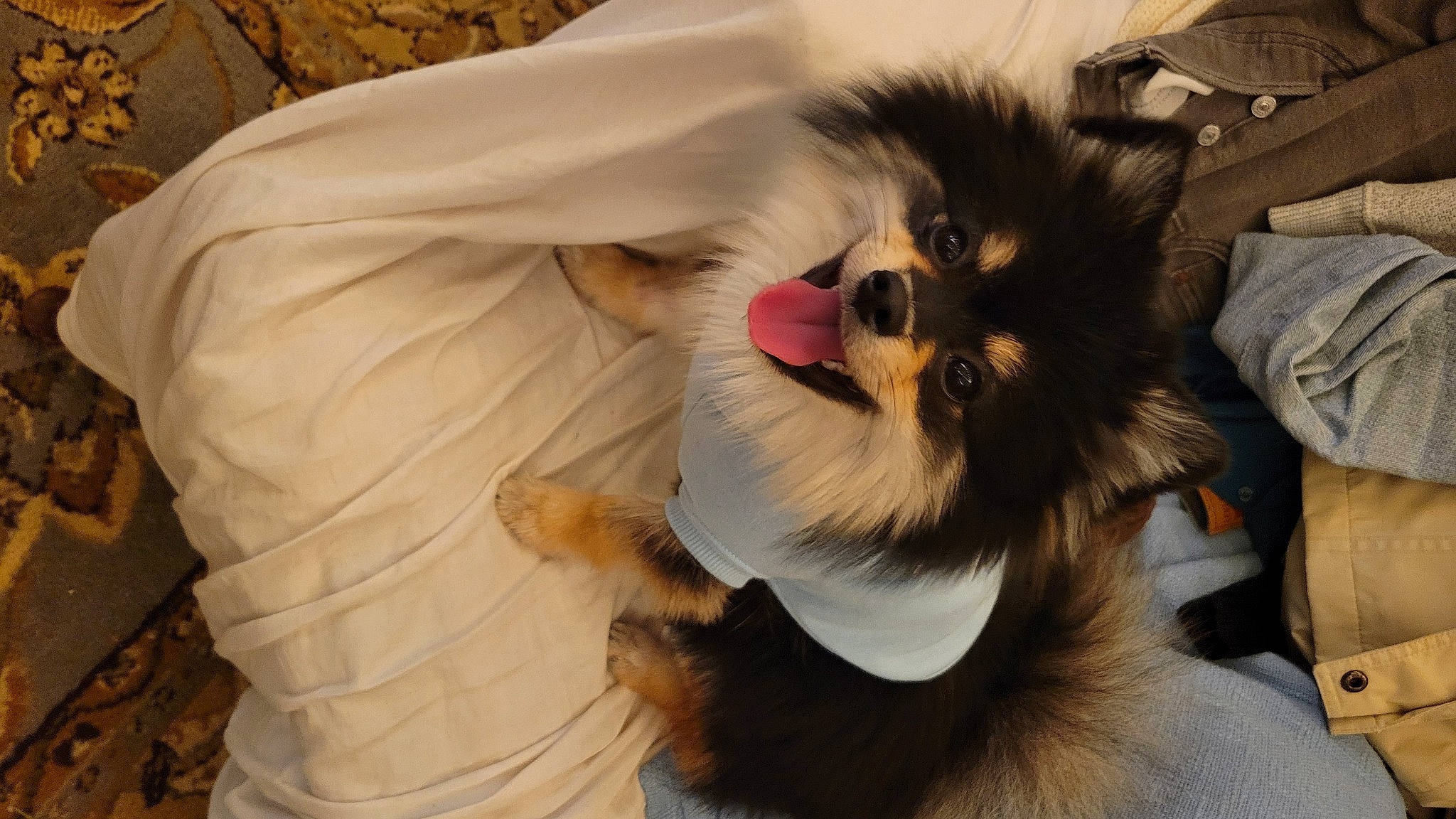 Winnie is registered to the contest to win money with this photo: canidae, carnivore, companion_dog, dog, dog_breed, dog_supply, ear, fang, fawn, fur, german_spitz, paw, pet_supply, pomeranian, shetland_sheepdog, snout, spitz, sporting_group, toy_dog, whiskers