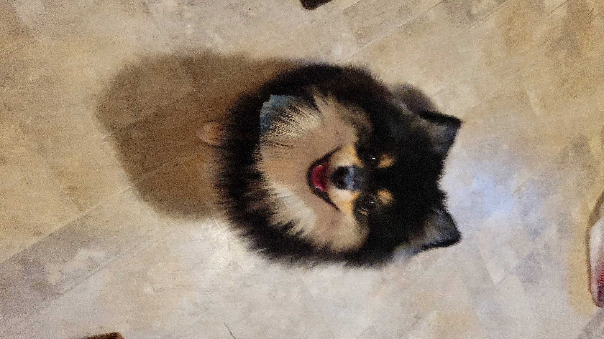 Winnie is registered to the contest to win money with this photo: canidae, carnivore, cat, dog_breed, eye, fang, fawn, felidae, fur, paw, shadow, small_to_medium_sized_cats, snout, tail, terrestrial_animal, tile_flooring, whiskers, wildlife