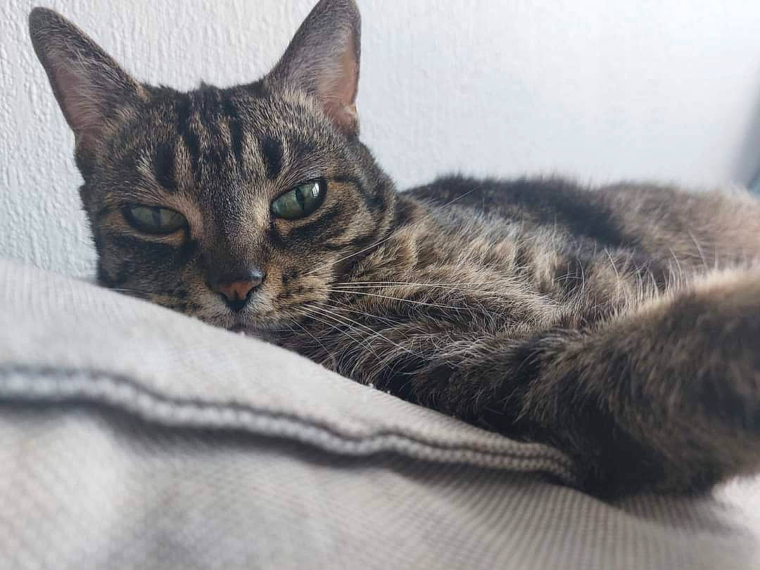 Bianca a rejoint le concours — aidez-le/la à gagner de superbes lots ! carnivore, cat, comfort, domestic_short_haired_cat, felidae, fur, grey, paw, small_to_medium_sized_cats, snout, terrestrial_animal, whiskers, wildlife