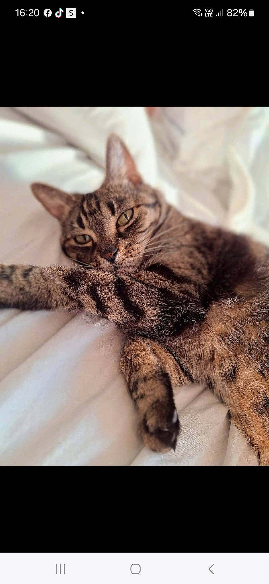 Bianca a rejoint le concours — aidez-le/la à gagner de superbes lots ! carnivore, cat, claw, comfort, domestic_short_haired_cat, ear, felidae, fur, gesture, paw, sleep, small_to_medium_sized_cats, snout, terrestrial_animal, tree, whiskers, wildlife