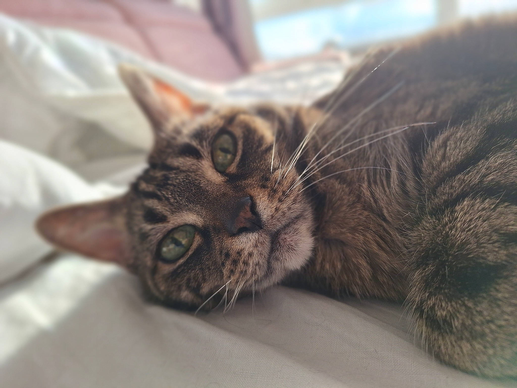 Bianca a rejoint le concours — aidez-le/la à gagner de superbes lots ! brown, carnivore, cat, claw, comfort, domestic_short_haired_cat, felidae, fur, grey, nap, paw, sleep, small_to_medium_sized_cats, snout, terrestrial_animal, whiskers