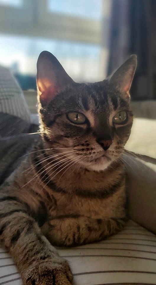 Bianca a rejoint le concours — aidez-le/la à gagner de superbes lots ! carnivore, cat, domestic_short_haired_cat, felidae, fur, paw, sitting, sky, small_to_medium_sized_cats, snout, terrestrial_animal, tree, whiskers, wildlife, window