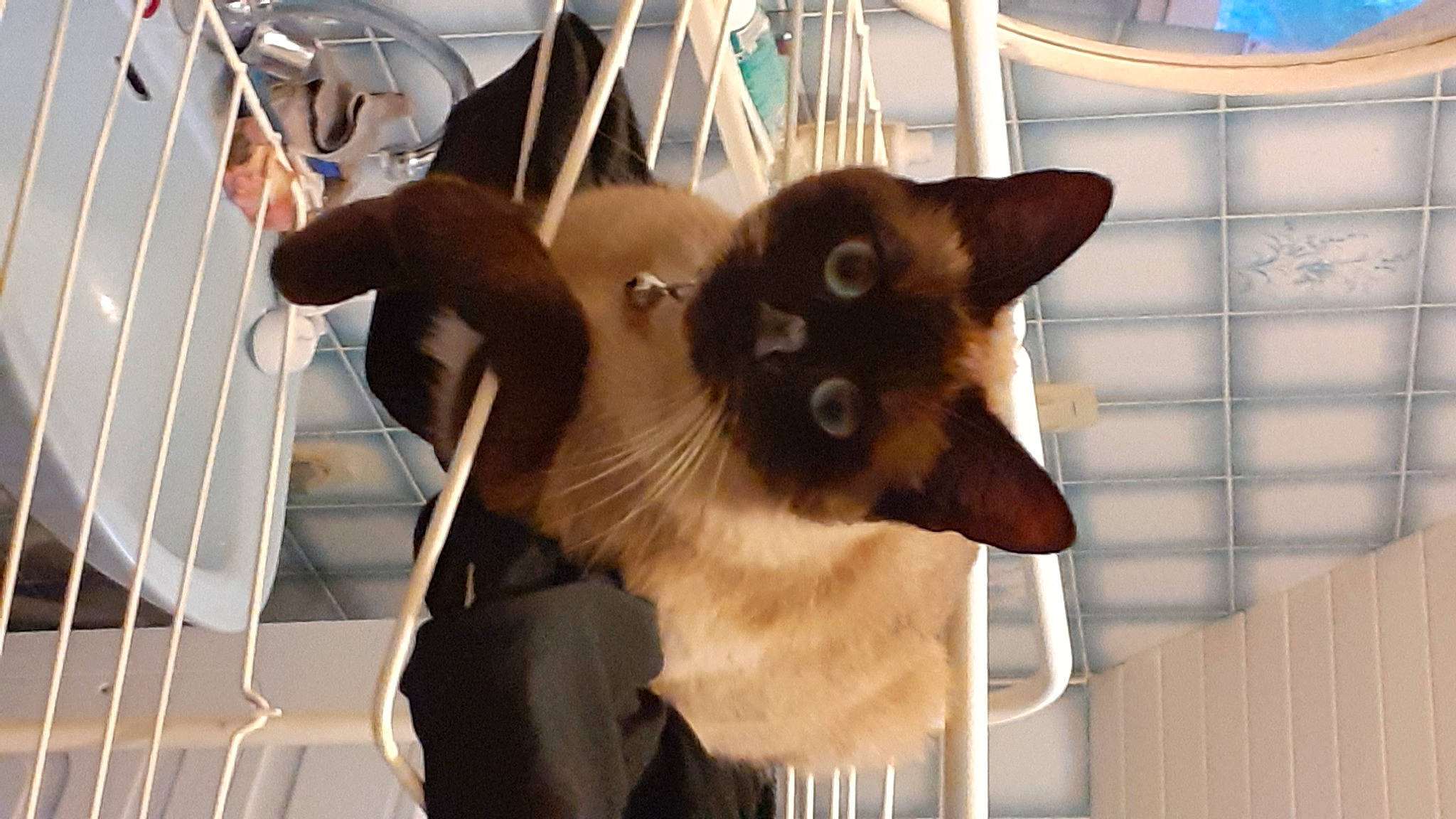 Tchina a rejoint le concours — aidez-le/la à gagner de superbes lots ! balinese, carnivore, cat, collar, companion_dog, dog_breed, domestic_short_haired_cat, fawn, felidae, fur, metal, siamese, small_to_medium_sized_cats, snout, tail, thai, tonkinese, whiskers, working_animal