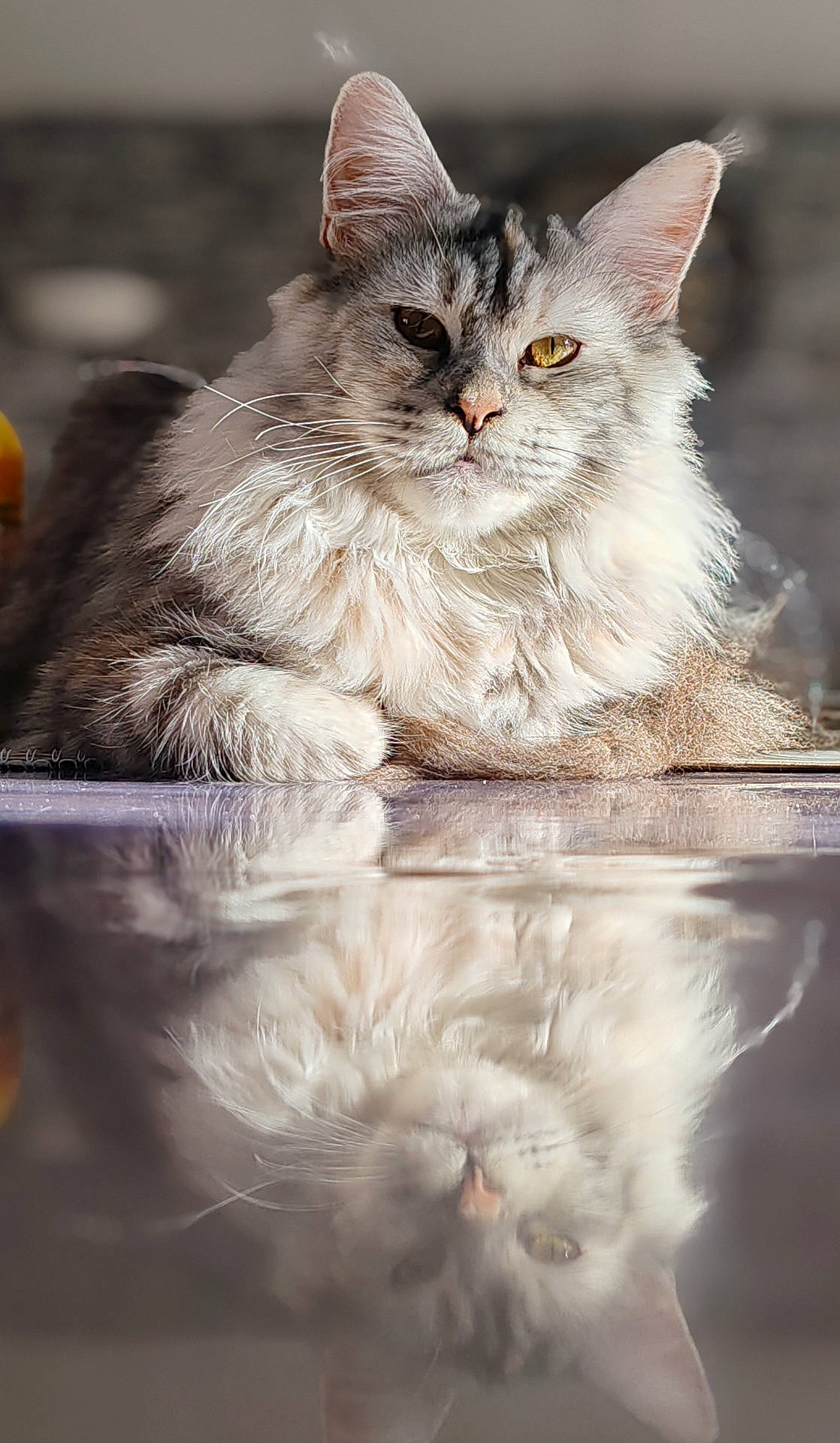 Utah participe au concours pour gagner de l'argent avec cette photo : abyssinian, angora, animal, cat, hardwood, kitten, manx, pet, siamese, wood